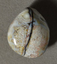 Smaller crazy lace agate freeform pendant bead.